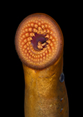 Adult Sea Lamprey Mouth
